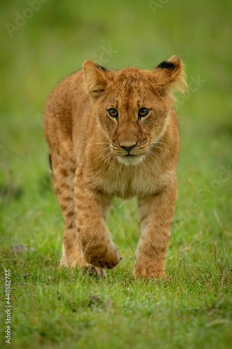 Fototapeta Naklejka Na Ścianę i Meble -  Lion cub walking towards camera lifting paw