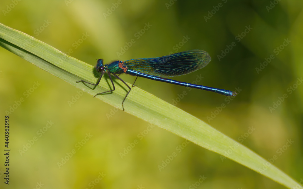Beautiful demoiselle, Calopteryx virgo dragonfly sitting on a grass leaf Beautiful demoiselle, Calopteryx virgo dragonfly sitting on a grass leaf