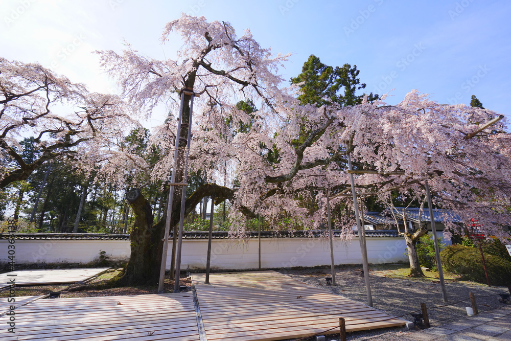 Naklejka premium Cherry Blossom at Daigoji Temple, Kyoto City, Kyoto Pref., Japan