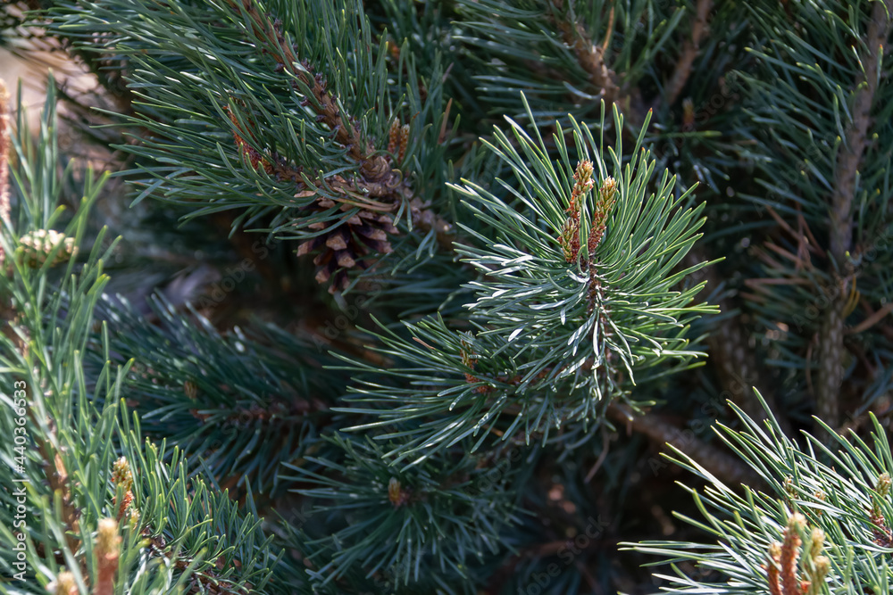 Close-up of coniferous tree branches