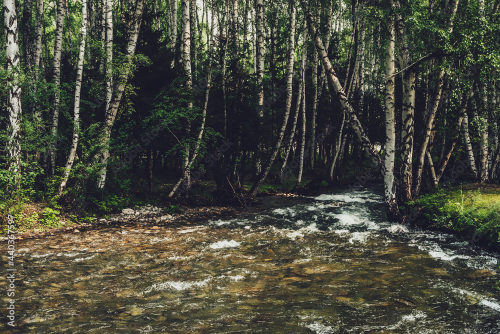 Scenic landscape with small river in birch grove in vintage tones. Atmospheric forest scenery with green mountain river with transparent water and stony bottom. Clear water in beautiful mountain brook Scenic landscape with small river in birch grove in vintage tones. Atmospheric forest scenery with green mountain river with transparent water and stony bottom. Clear water in beautiful mountain brook