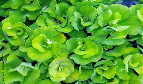 natrul,green,leaf,plant, © Anjuara