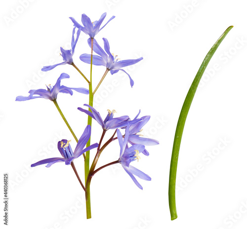 isolated blue or purple flowers Scilla or scaffolds on white background. Inflorescence of blue spring flowers