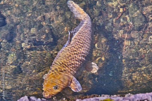 川で泳ぐ錦鯉（日本の山形県金山町）

 photo