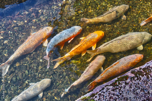 川で泳ぐ錦鯉（日本の山形県金山町）

 photo