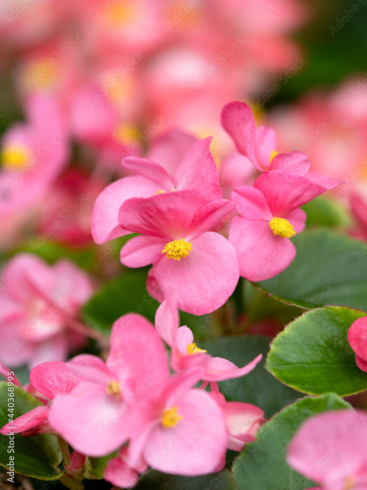 ベゴニアの花 ベゴニアの花