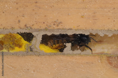 Close up of mason bee house