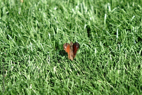 Butterfly on the grass