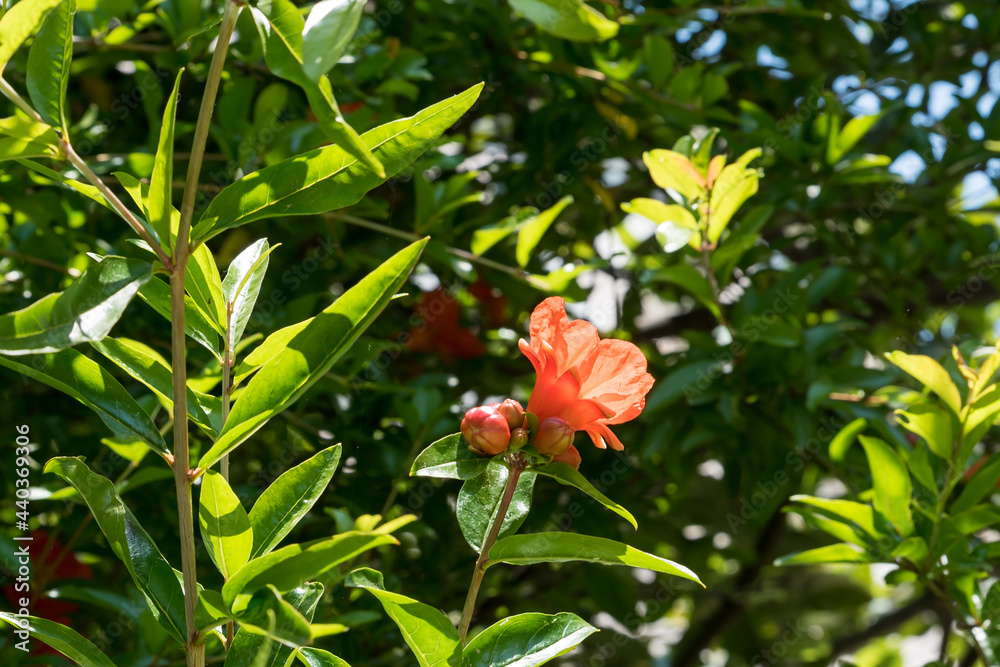 Freshly blossomed pomegranate flower Freshly blossomed pomegranate flower