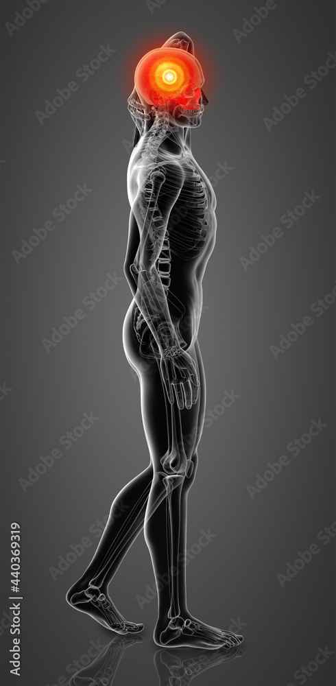 3D rendering illustration of Human Skull 3D rendering illustration of Human Skull