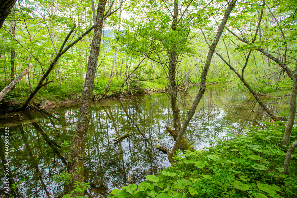 Naklejka premium 長野県 新緑の上高地 