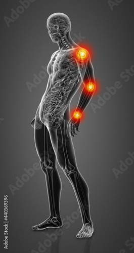 3d render human anatomy - side view