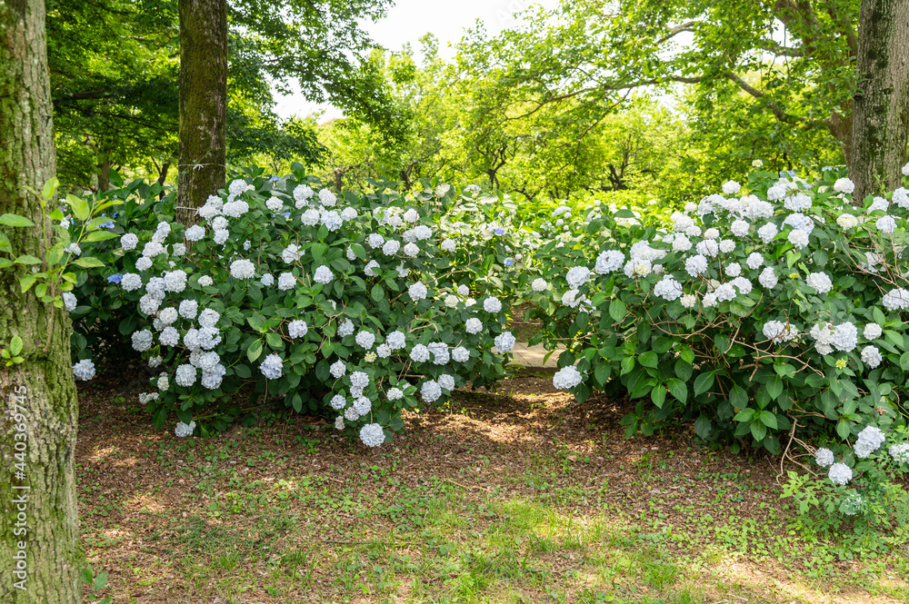 Obraz premium アジサイ