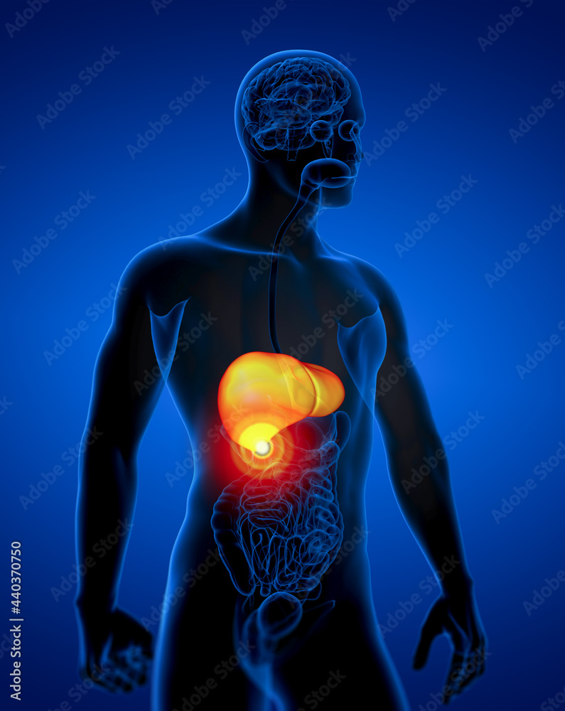 3d render medical illustration of the liver 3d render medical illustration of the liver