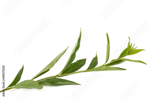 Twig of privet with green foliage   lat. Ligustrum  isolated on white background