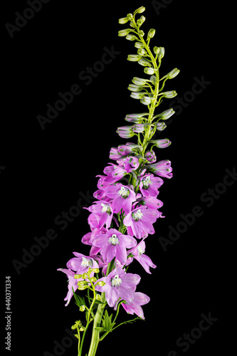 Photography Inflorescence of pink delphinium flowers, lat