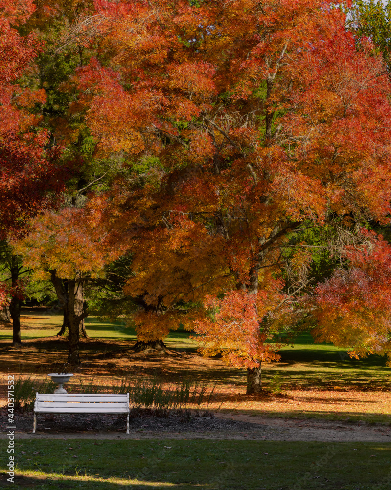 Naklejka premium Autumn in Australia