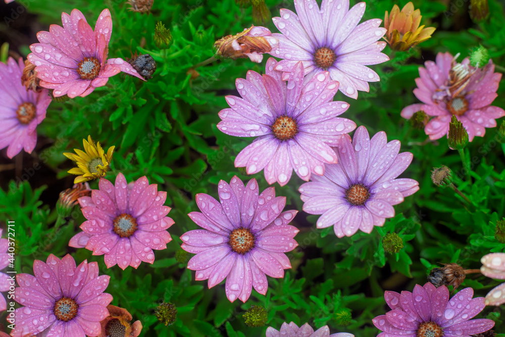 Photography of daisies and raindrops Photography of daisies and raindrops
