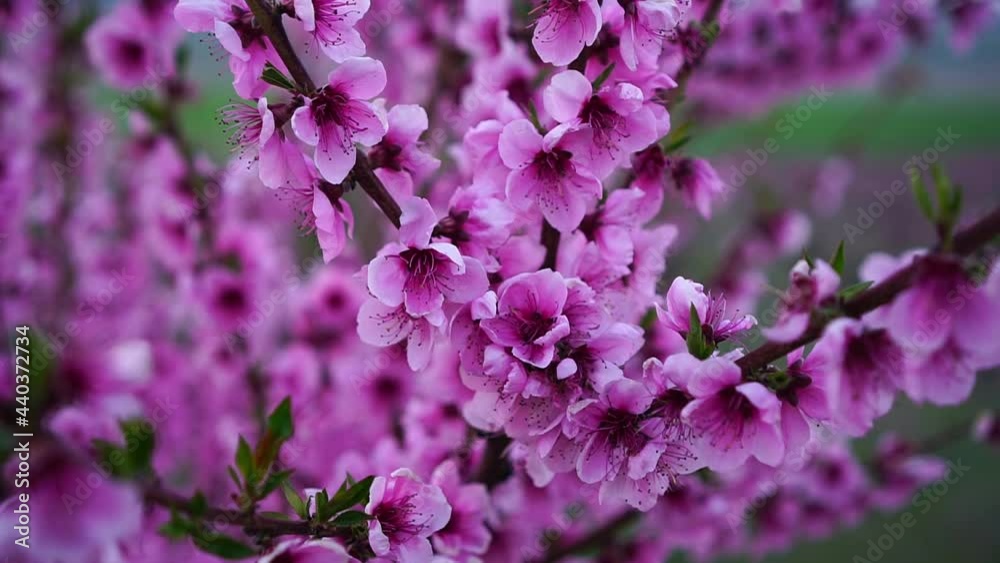 Peach garden blooming in spring. Beautiful bright pink flowers on a fruit tree Peach garden blooming in spring. Beautiful bright pink flowers on a fruit tree