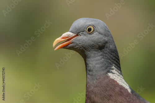 Portrait of a Common Wood Pigeon  Columba palumbus  in the forest Overijssel in the Netherlands. Funny bird.                            