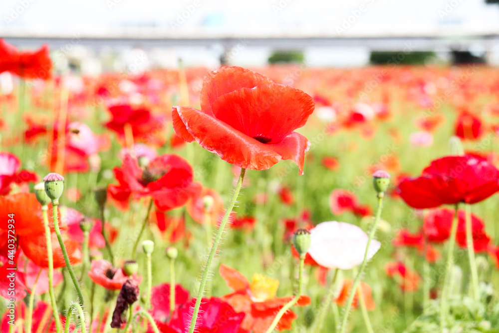 Fototapeta premium 花畑 春の風景 赤い グリーン ピンク 美しい 綺麗 鮮やか かわいい ビビッド 