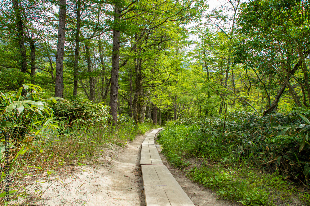 Obraz premium 長野県 新緑の上高地 