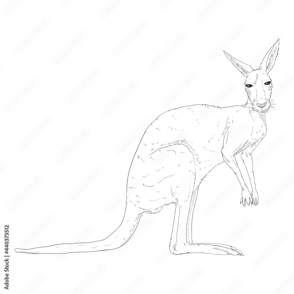 Vector Illustration of Standing Kangaroo