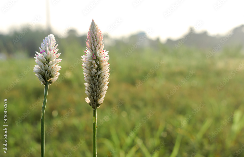 Obraz premium Amazing closeup photo of Celosia argentea var. spicata (aka Wheat Celosia or Celosia Spicata) blooming in countryside fields with bokeh effect in background. A good looking ornamental plant. - Image.