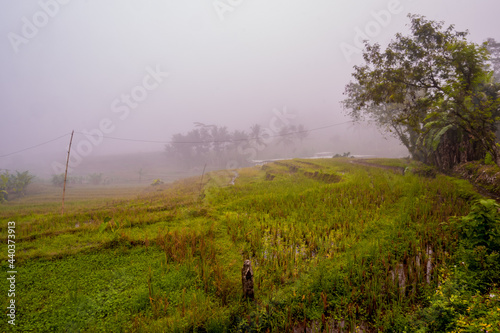 misty morning in the field