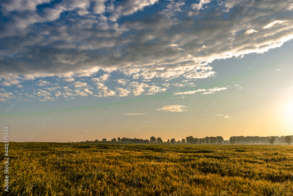 Wheat field, panorma. Landscape of agricultural crop and sunset sky.