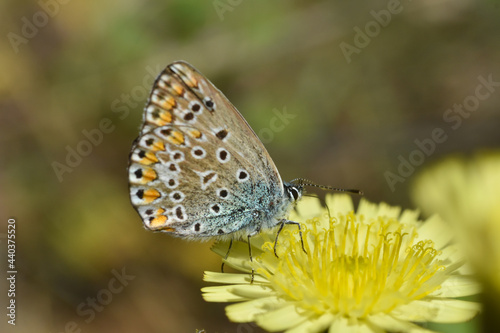 Common Blue butterfly - polyommatus icarus. Little blue butterfly on wild meadow © Ivan