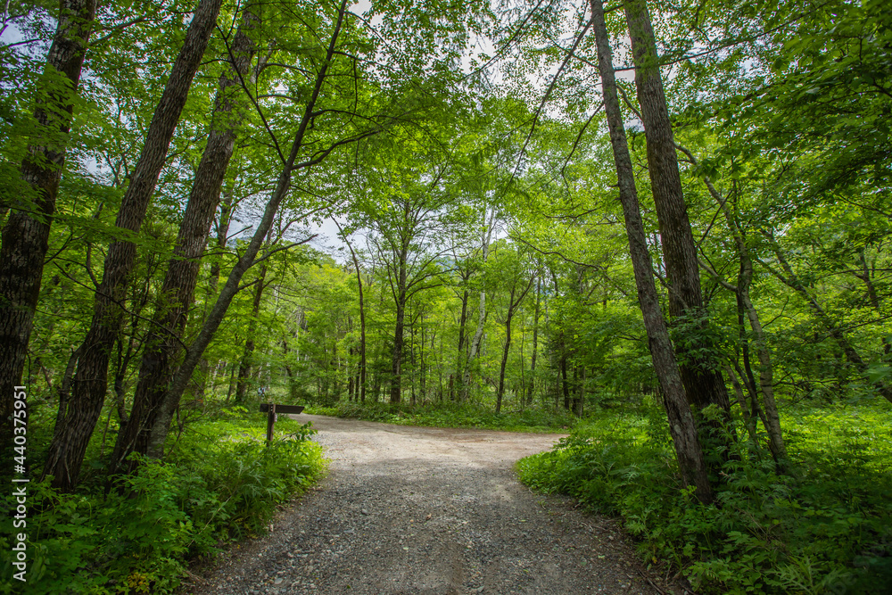 Obraz premium 長野県 新緑の上高地 