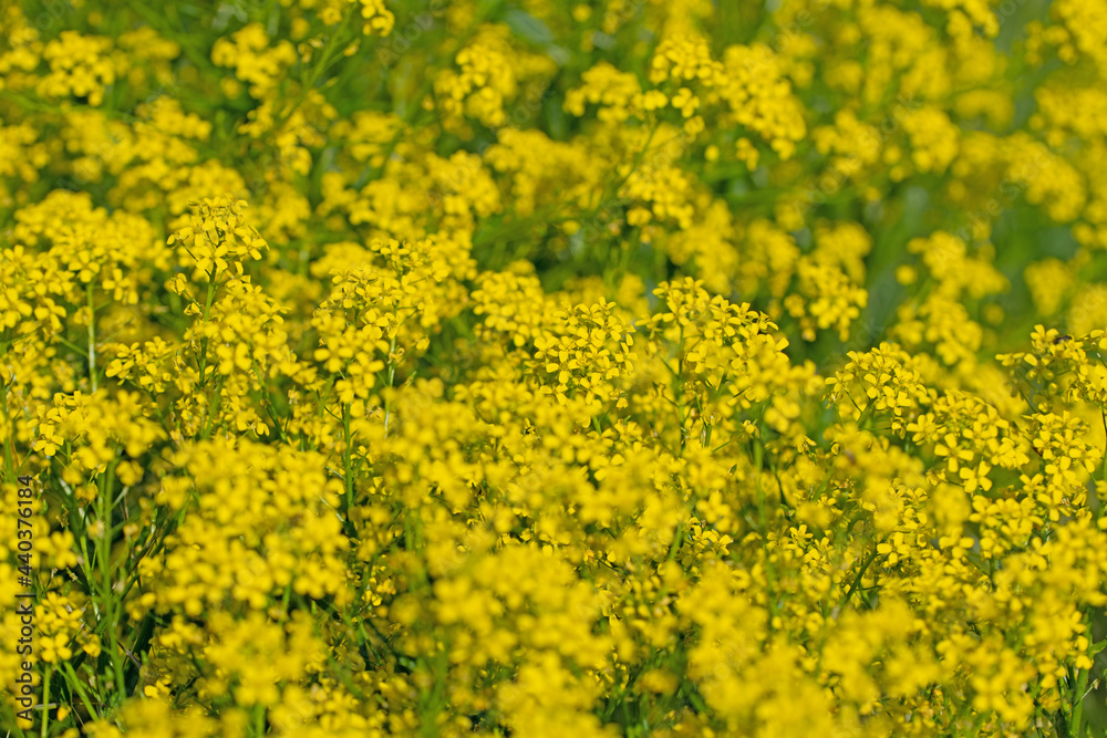 Blühendes Orientalisches Zackenschötchen, Bunias orientalis Blühendes Orientalisches Zackenschötchen, Bunias orientalis