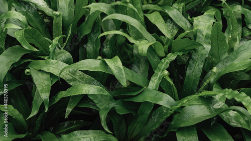 Green leaves plant texture background in nature.
