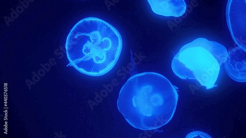 коралловый риф