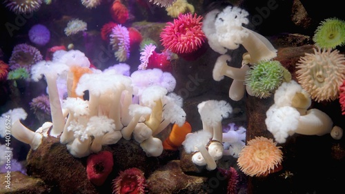 коралловый риф