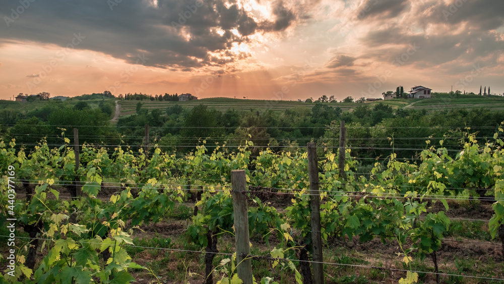 Fototapeta premium Spring stormy sunset in the vineyards of Collio Friulano, Friuli-Venezia Giulia, Italy