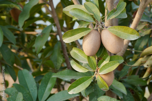 Manilkara zapota fruit on tree in the moring