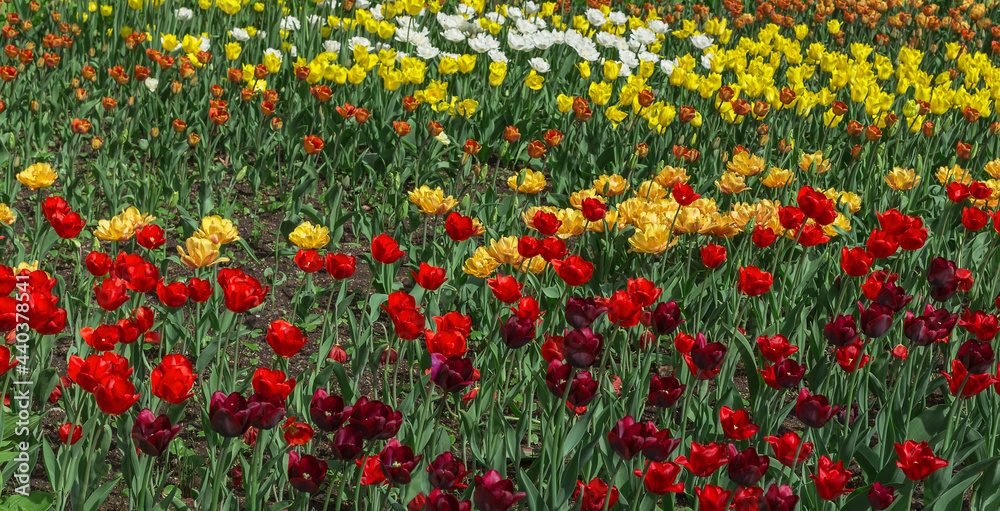 Many beautiful multicolored tulips in the park