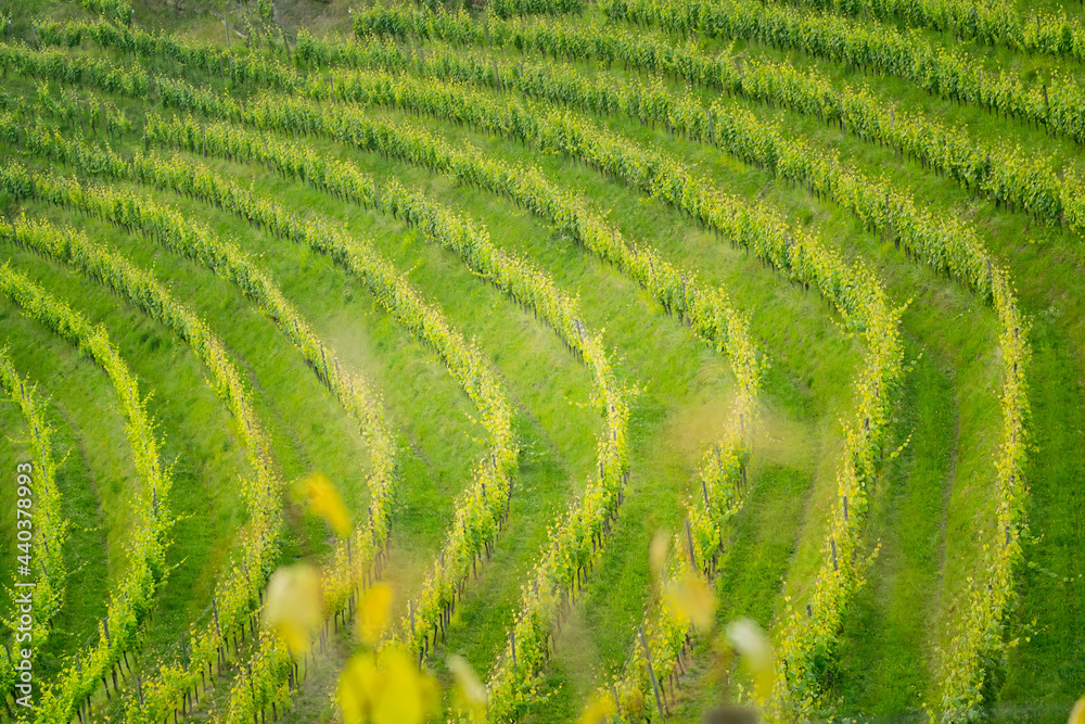 Green vineyard hills pattern in June, Aquila del Torre, Udine Province, Friuli Venezia Giulia Green vineyard hills pattern in June, Aquila del Torre, Udine Province, Friuli Venezia Giulia