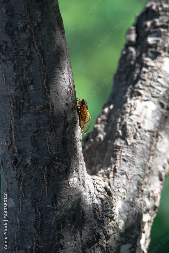 Cicada on a tree Cicada on a tree