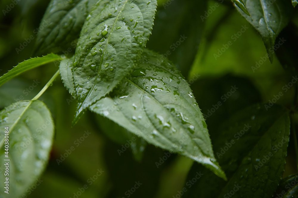 close-up, green leaves macro, landscape in a summer forest, soil and mountain river, blurred background close-up, green leaves macro, landscape in a summer forest, soil and mountain river, blurred background