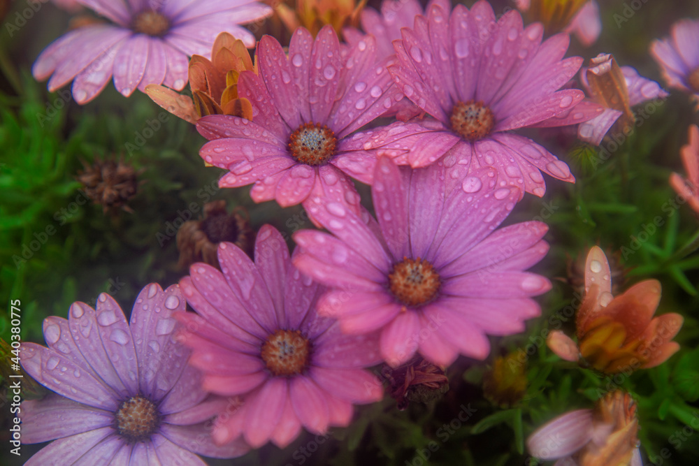 Daisies and raindrops Daisies and raindrops