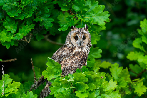 Long-eared owl (Asio otus) photo