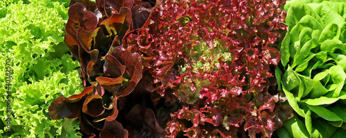 mixed fresh lettuce side by side background, Lactuca sativa capitata, Lactus sativa crispa, Lollo Rosso and Lollo Bionda photo