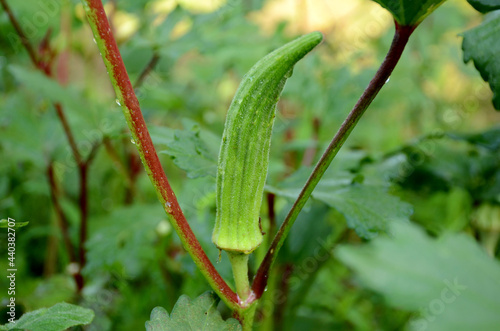 closeup the ripe green ladyfinger growing with leaves and plant in the garden.