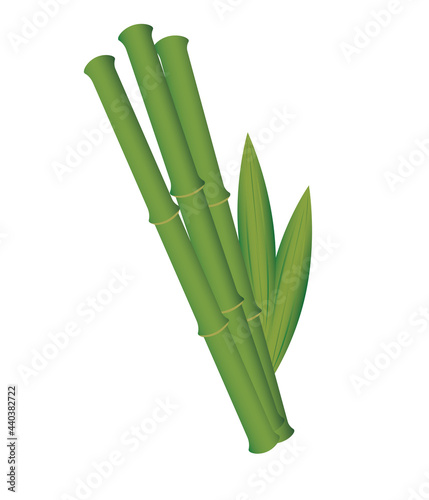 stems of green bamboo on a white background