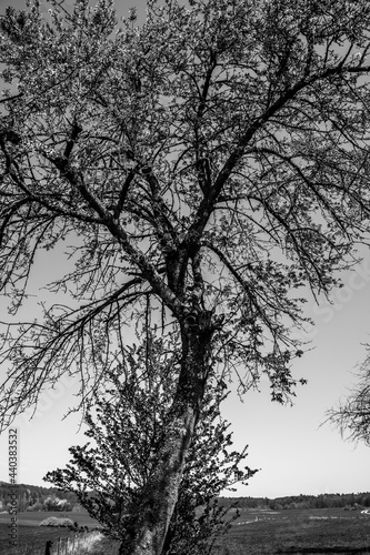 Lone tree with branches in landscape