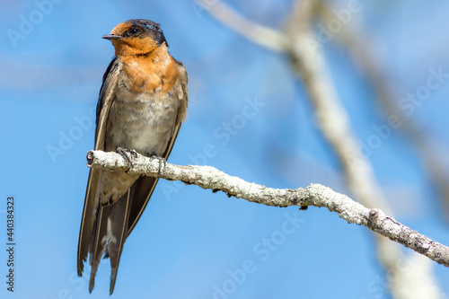 Welcome swallow (Hirundo neoxena) perched on a branch against a blue sky. Hastings Point, NSW, Australia. photo