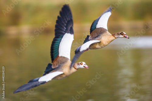 Egyptians Geese flying to chase off rivals in a nearby pond